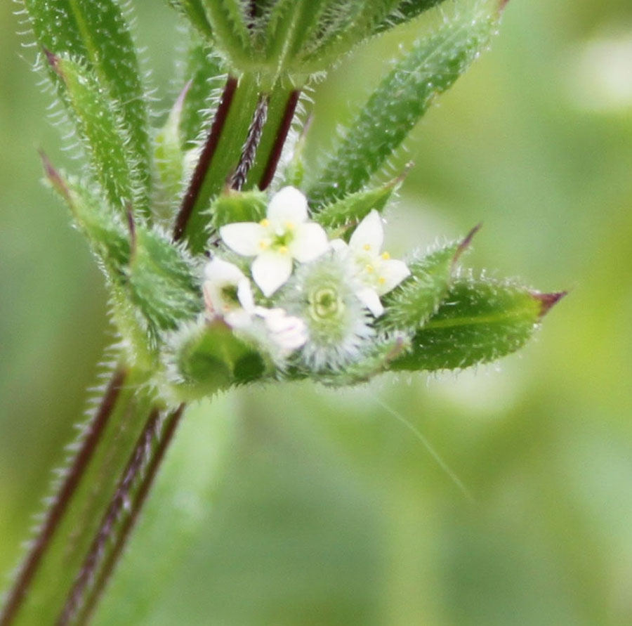 Galium aparine / Caglio asprello